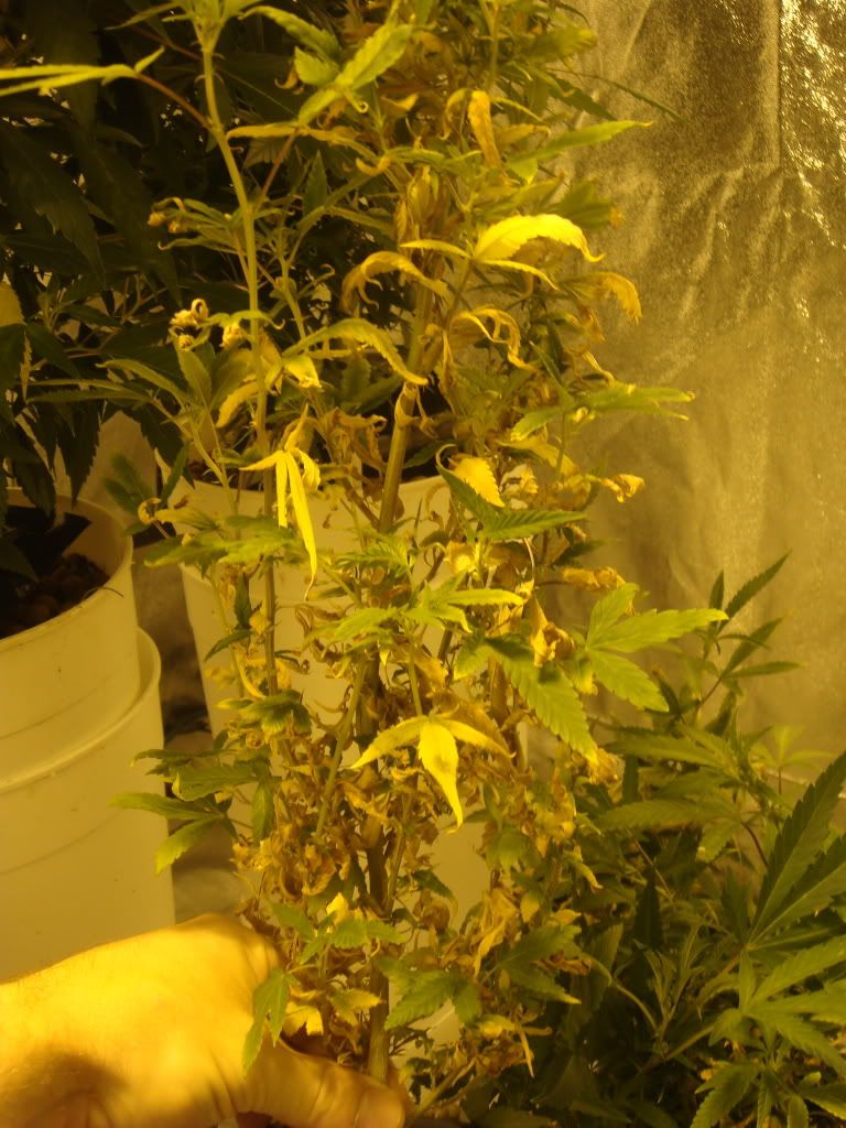 DSC01456.jpg