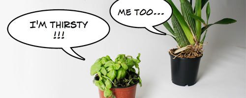 plantstalk.jpg