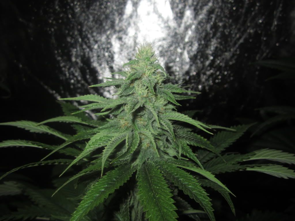 jjj010_zpsc25ae6e3.jpg