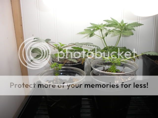 DSCN1270.jpg