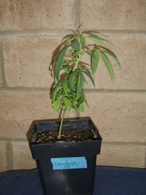 plant2.jpg