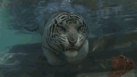 d3lOCnsQmKP5e.gif