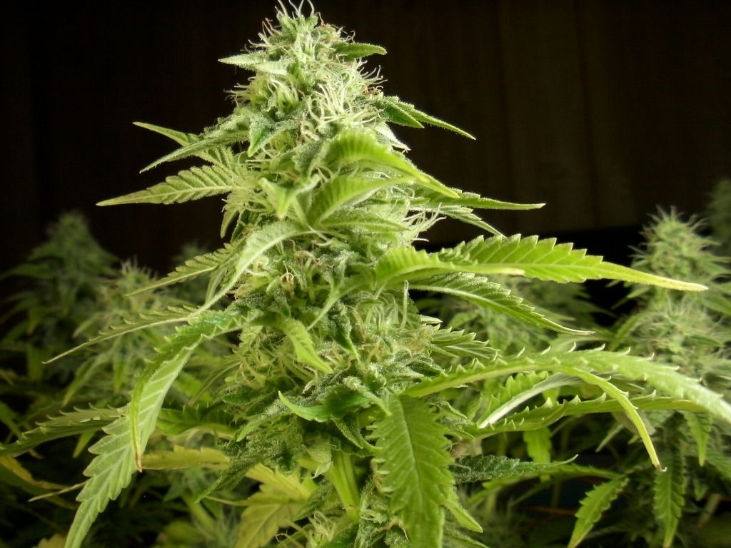 SAM_0592_zpse1ec5e83.jpg