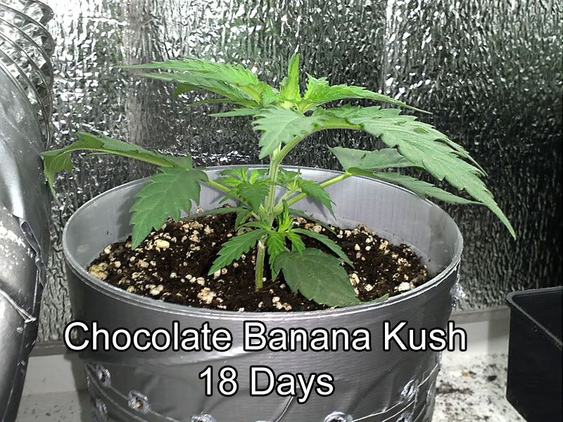 kush.jpg