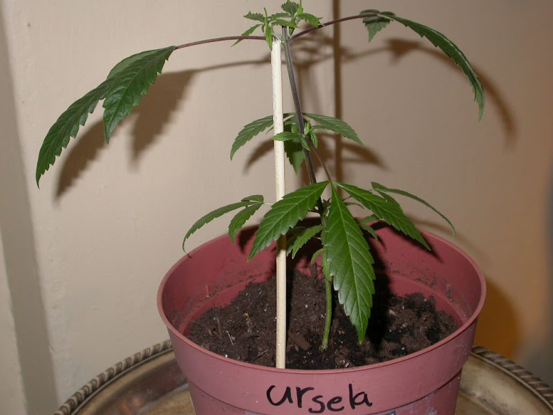urselacloseup.JPG