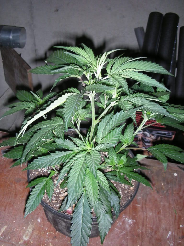 DSCN2492.jpg