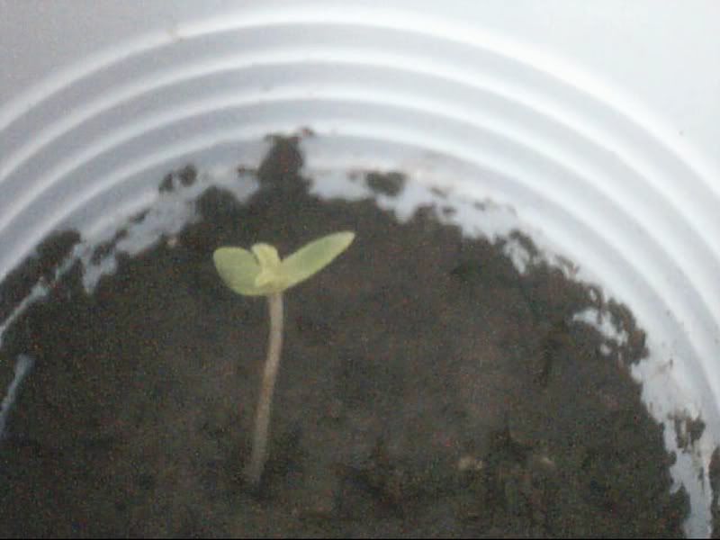Picture15.jpg