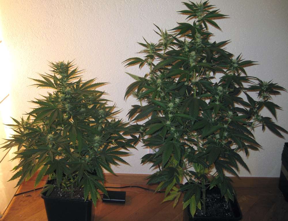 img3640o.jpg