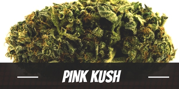 www.ilovegrowingmarijuana.com
