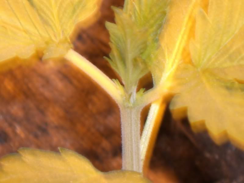 CIMG0908.jpg