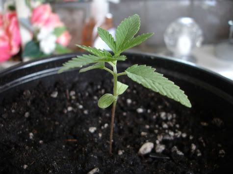 sprout1.jpg