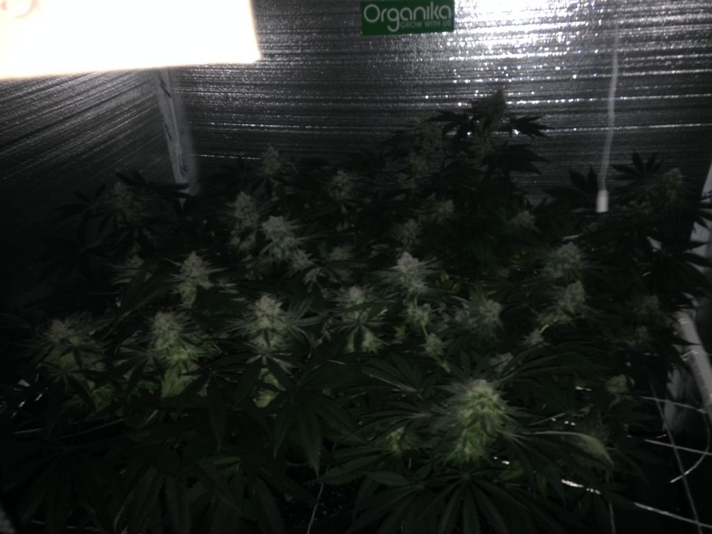 day%2052%20flower_zps30vmhg7f.jpg