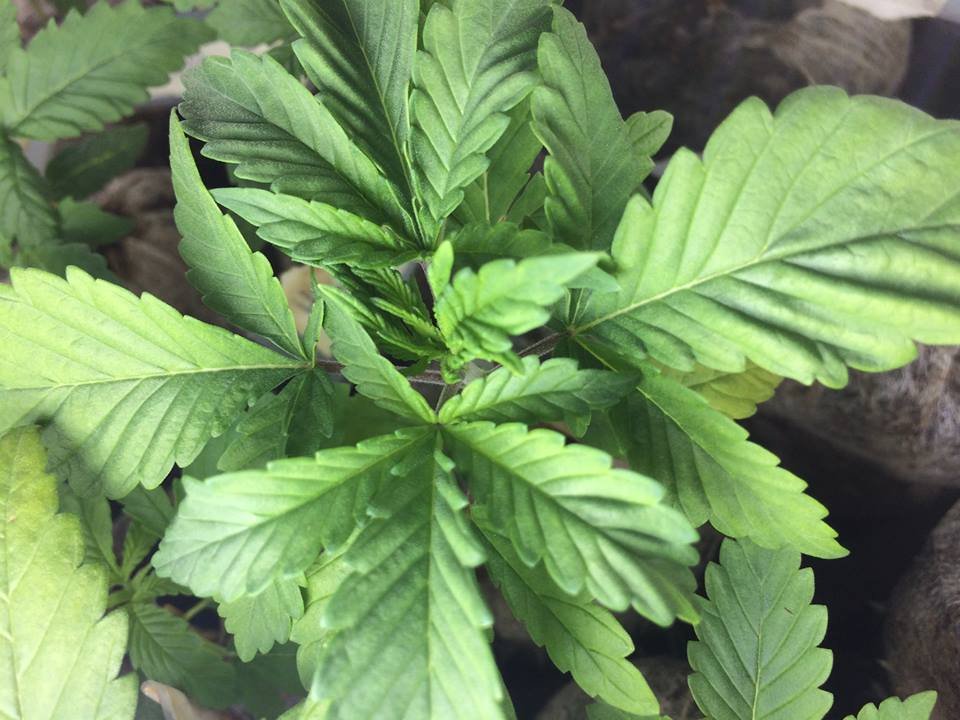Plant_Hindu_Kush.jpg