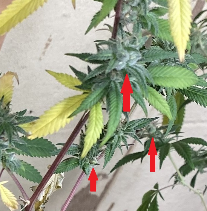 seedsloud.jpg