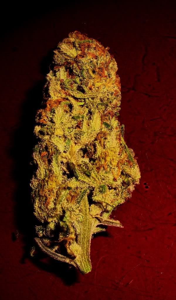 sexynug.jpg