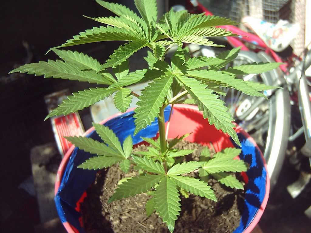 plant46.jpg