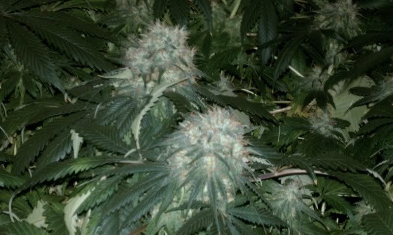 IMAG0440.jpg