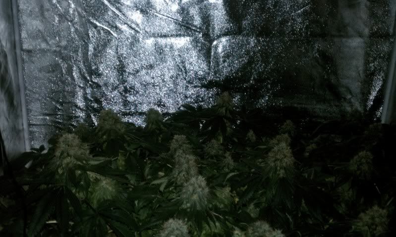 IMAG0428.jpg