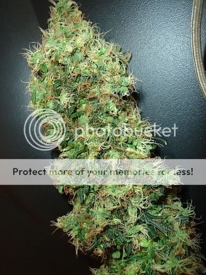 Chop1-ZBcola.jpg