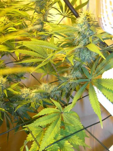 super-skunk-5-weeks-flower-branch.jpg