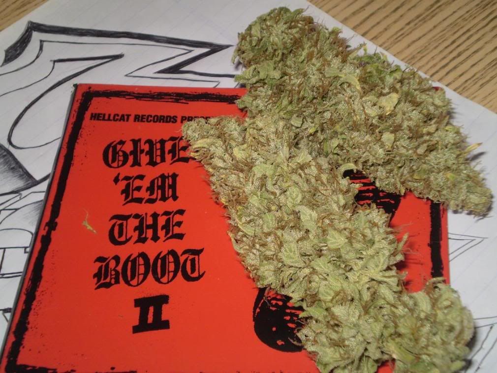 Budshots012a.jpg