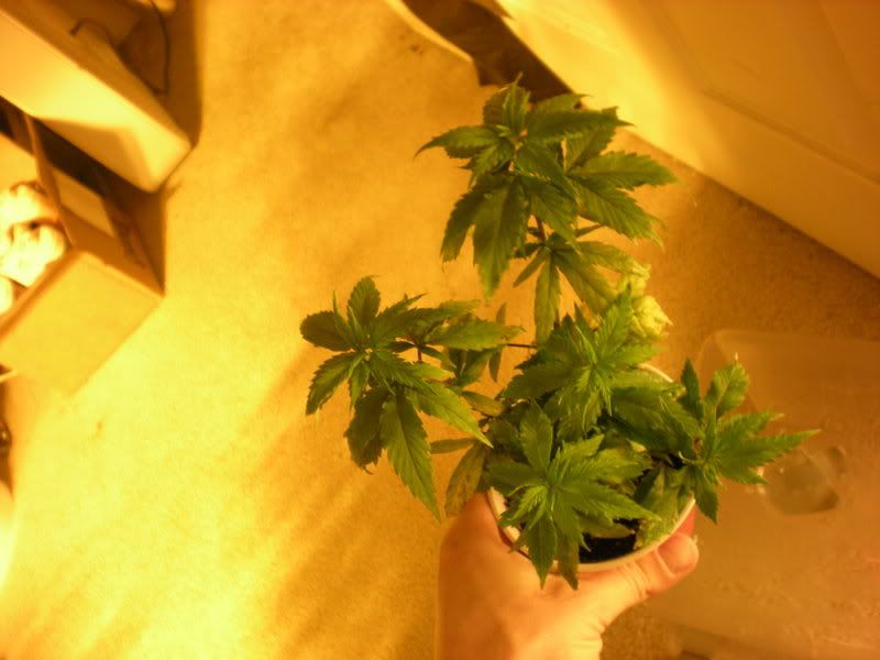 plants234.jpg