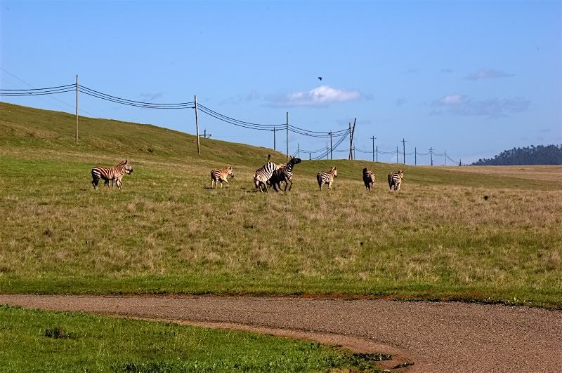 DSC_0042.jpg