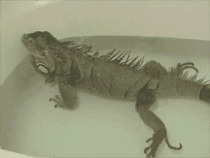 bArSmA6.gif