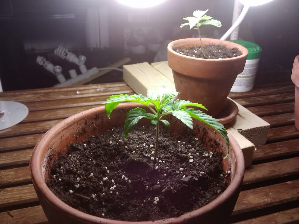 2011-08-02100831.jpg