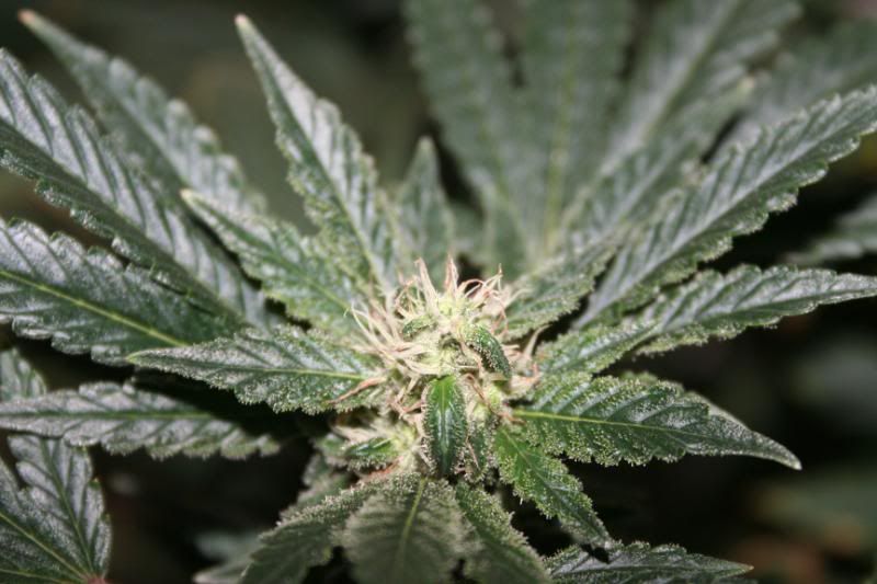 Day44Flowering008.jpg