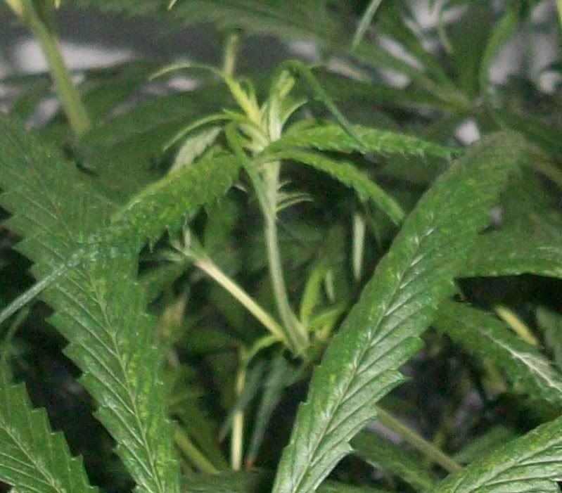 21daysflower003.jpg