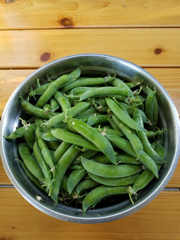 peas3.jpg