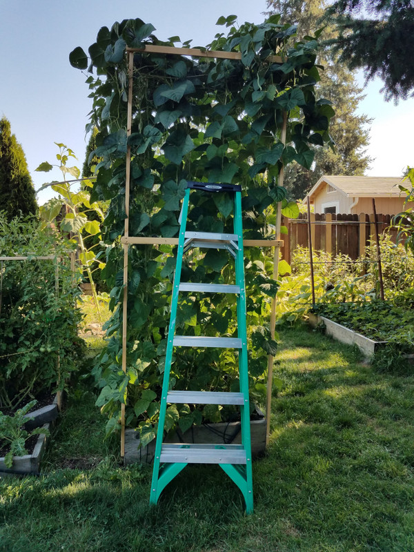 bean5a.jpg
