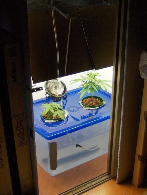Skunk 1 Haze And Northern Lights White Widow Closet Grow Rollitup
