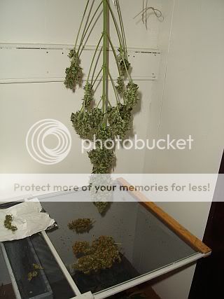 ChopSquat-hang.jpg