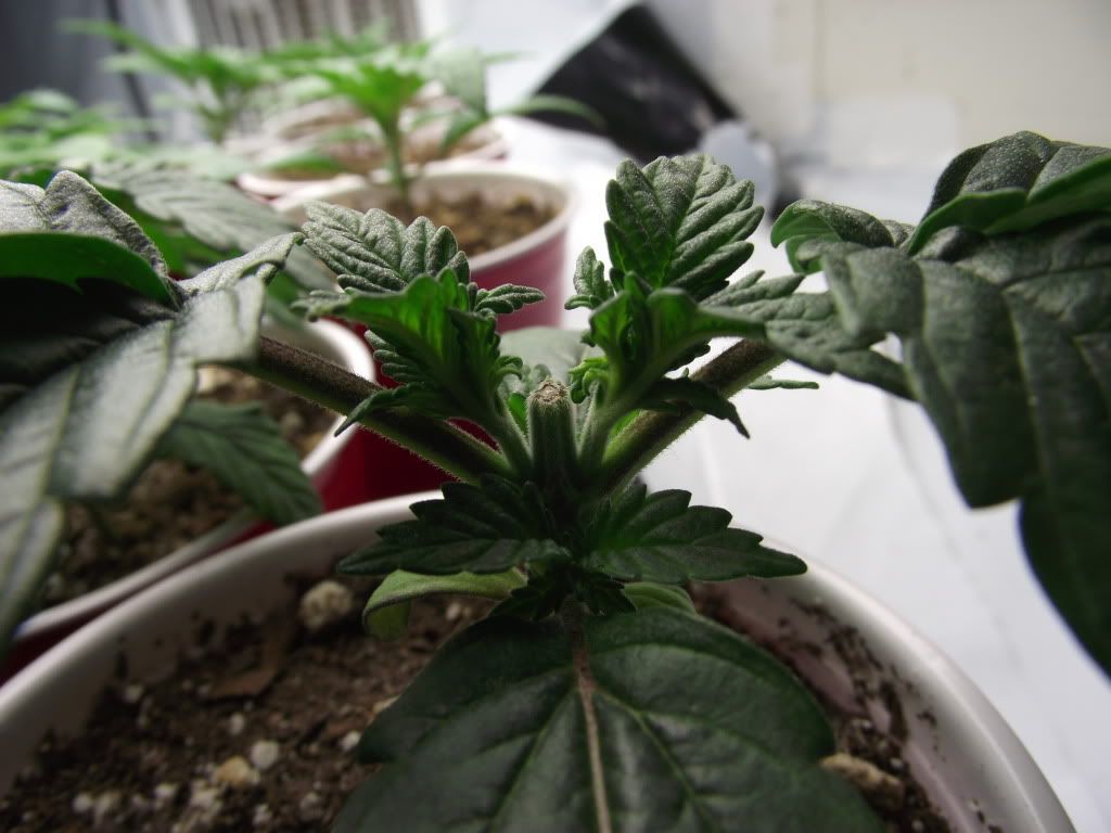 DSCF2249.jpg