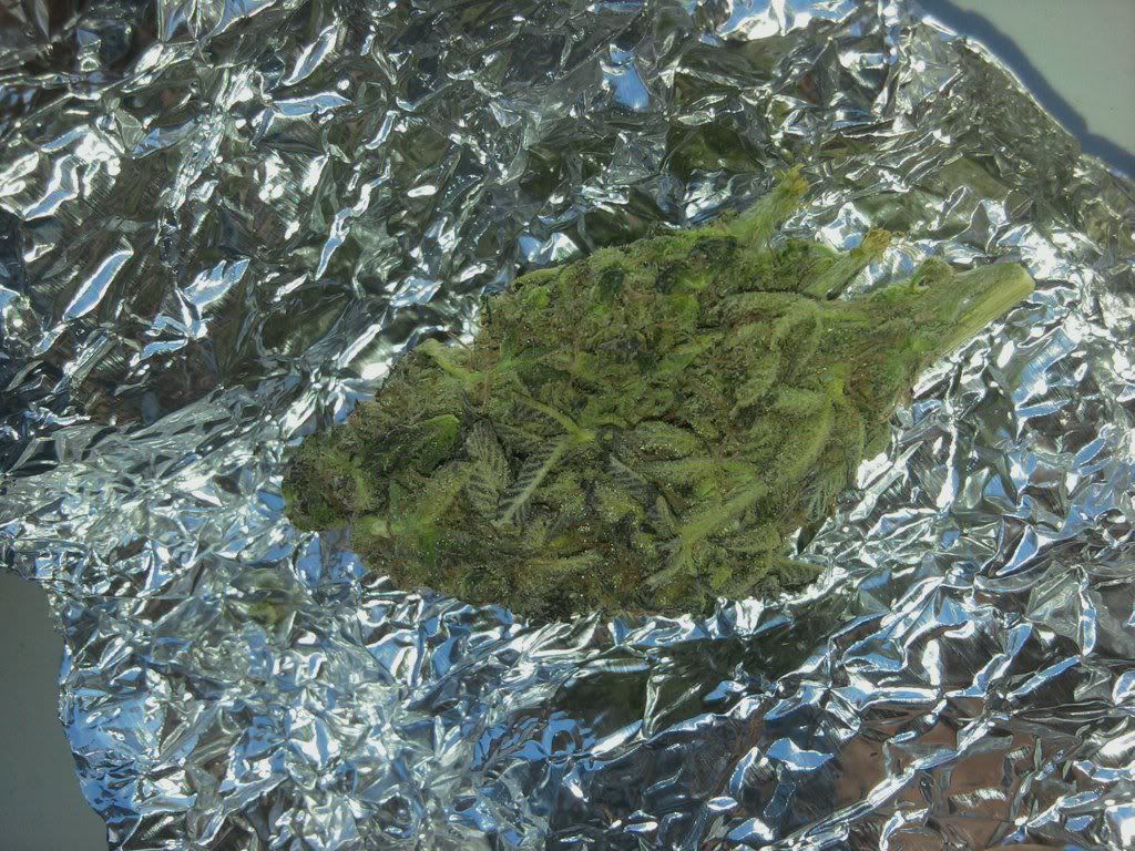 blueforest.jpg
