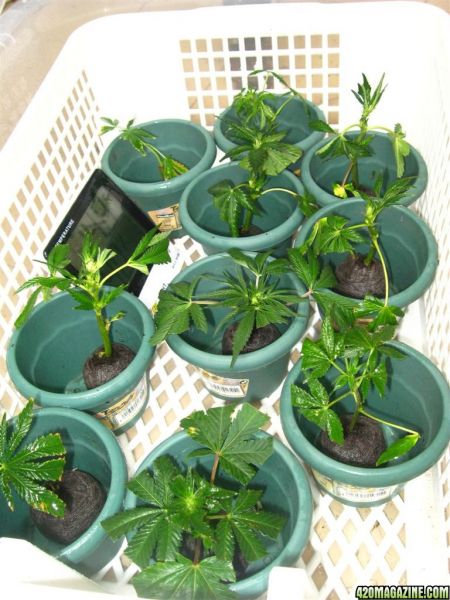 BB_CC_Grow_Update_Sep_13_037.jpg