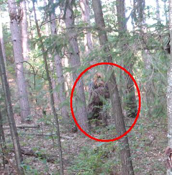 sasquatch.jpg