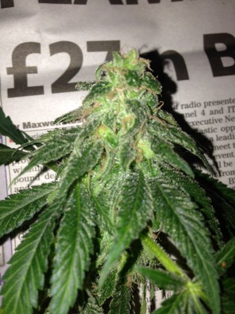 photo11_zps78a53bac.jpg