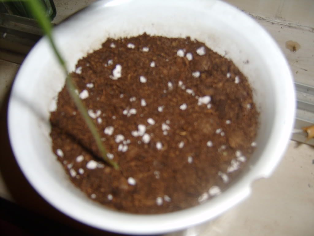 WindowHomegrown003.jpg