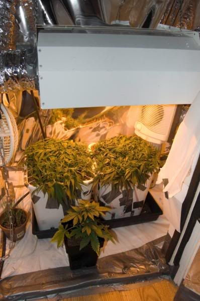 plant4.jpg