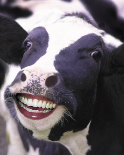happy_cow.jpg