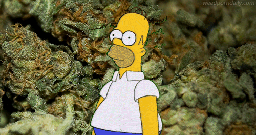 tumblr_mg8omz8N0z1rlj929o1_500.gif
