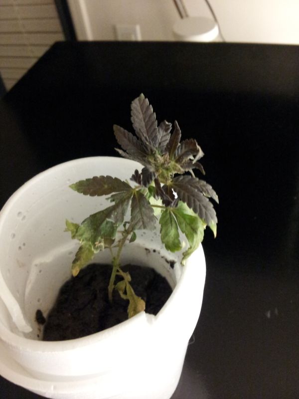 20121114_235041.jpg