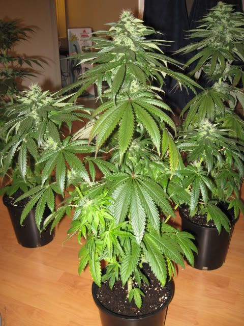Plants002-2.jpg