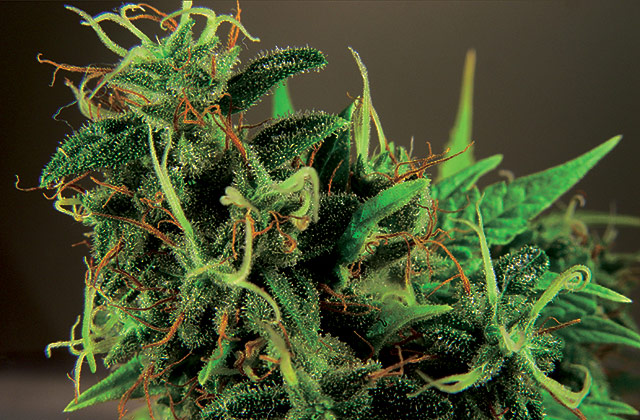 tasman_haze_1.jpg