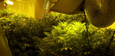 _45419894_farm4_466.jpg