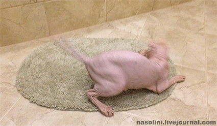 586849_original.gif