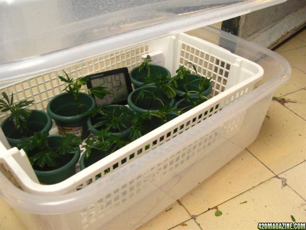 BB_CC_Grow_Update_Sep_13_039.jpg